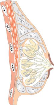 Štruktúra ženského prsníka
